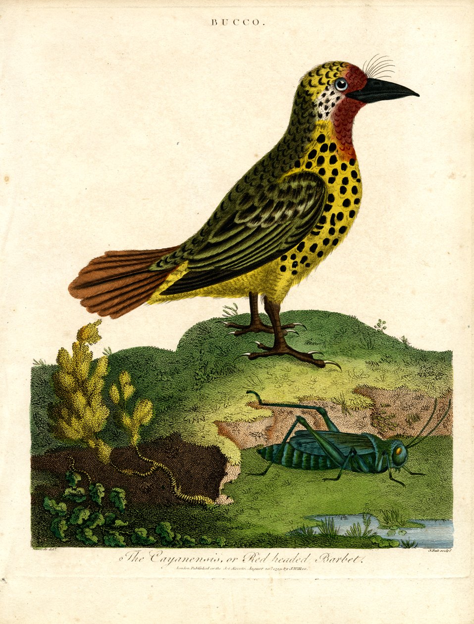 Cayenne-Bartvogel (Bucco) von John Pass