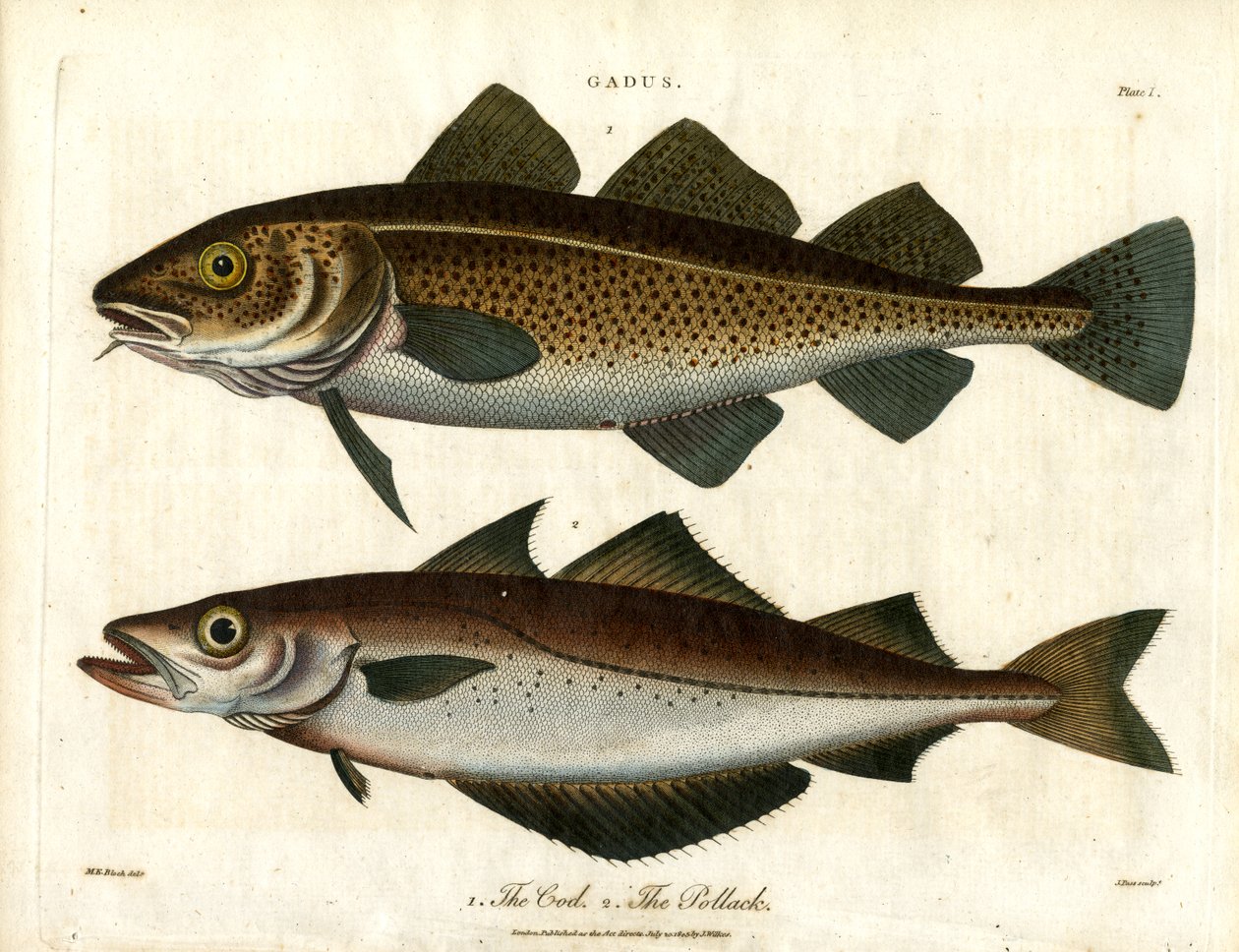 Kabeljau und Pollack von John Pass: Kunstdruck kaufen