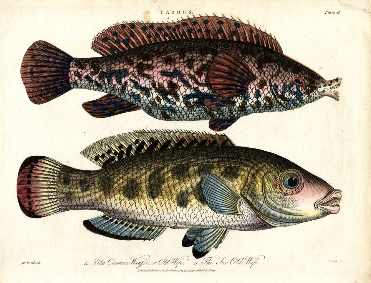 Labrus: Gemeiner Lippfisch und Meerlippfisch von John Pass