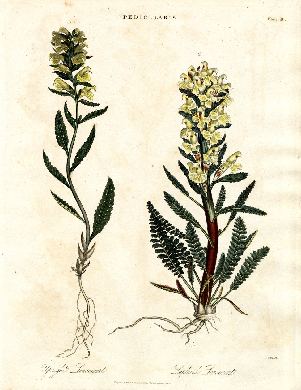 Läusekraut Arten von John Pass