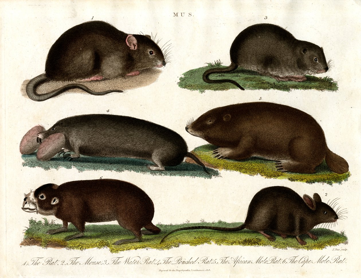 Mus: Illustration verschiedener Nagetiere der Gattung Mus