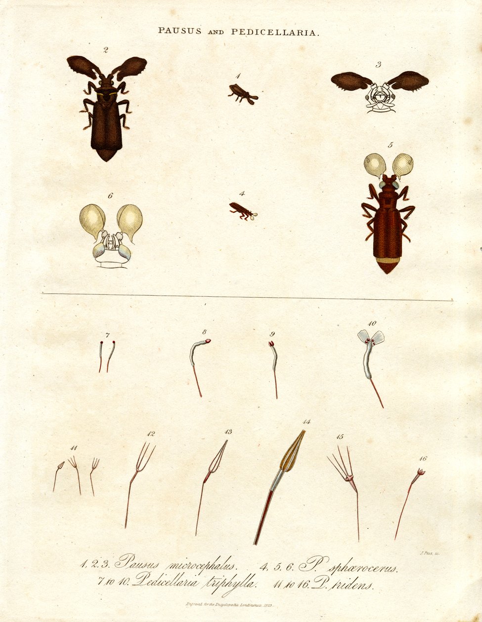 Pausus und Pedicellaria - Insektenarten von John Pass