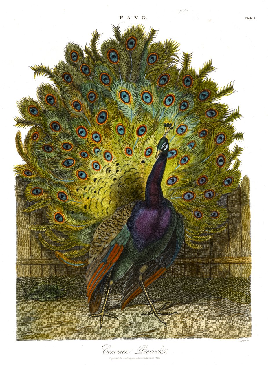 Pavo: Gemeiner Pfau von John Pass