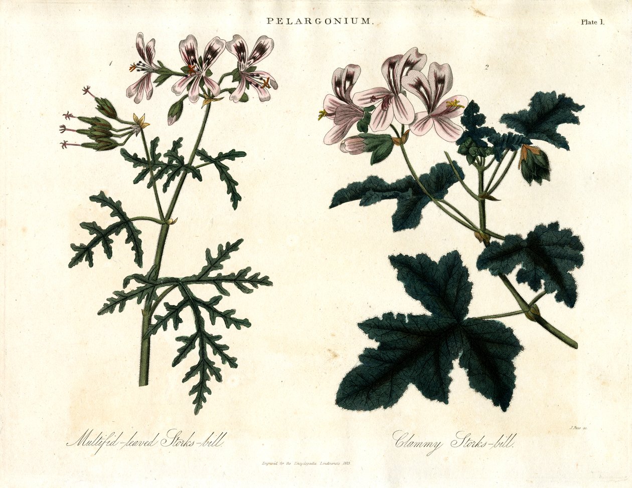 Pelargonium-Arten: Vielblättriger Storchschnabel und Klebriger Storchschnabel von John Pass