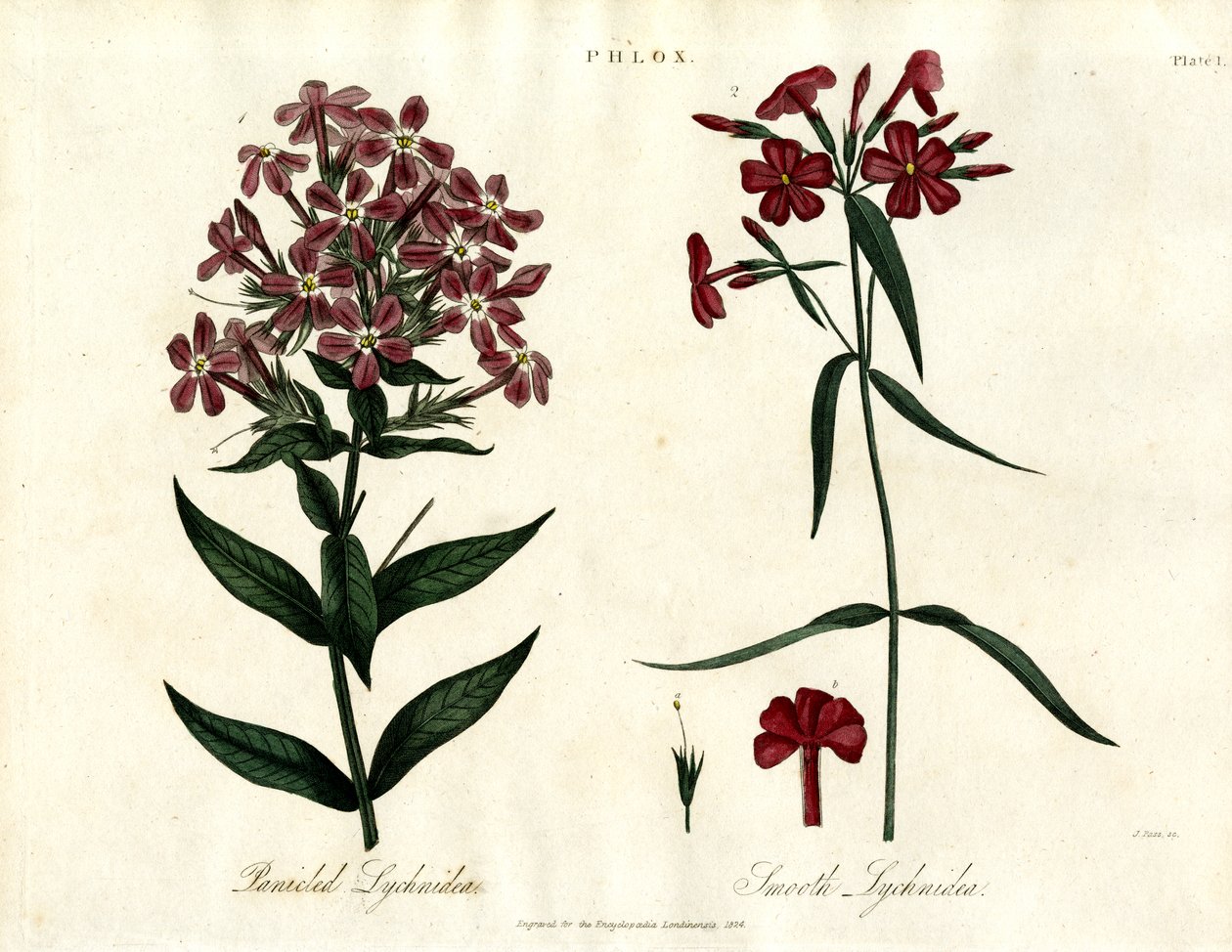 Phlox-Arten von John Pass
