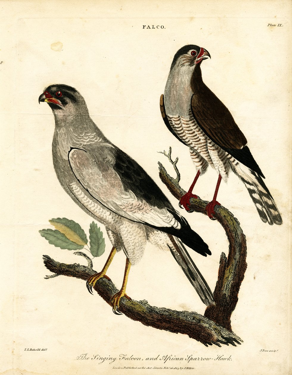 Singfalke und Afrikanischer Sperber von John Pass