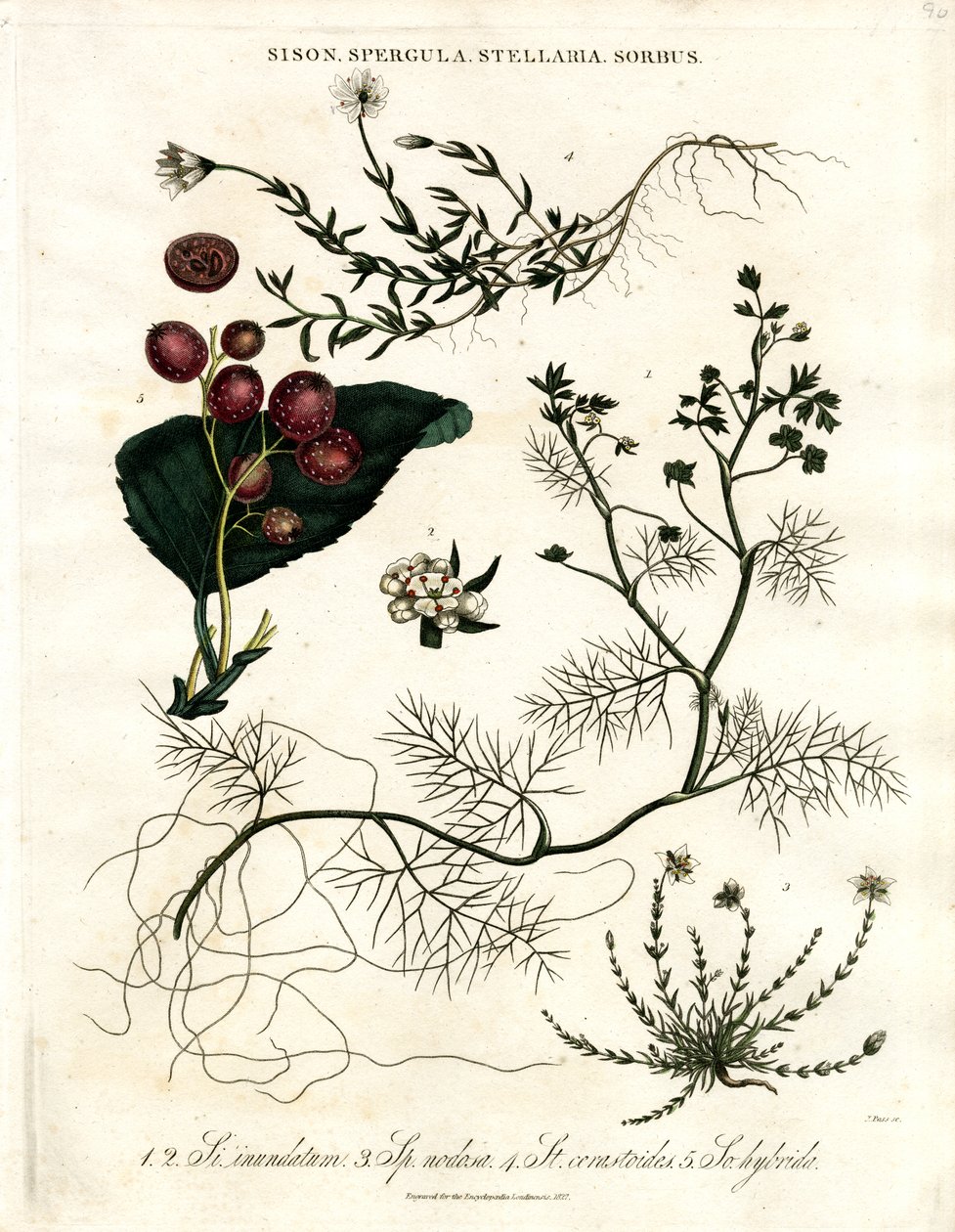 Sison; Spergula; Stellaria; Sorbus von John Pass