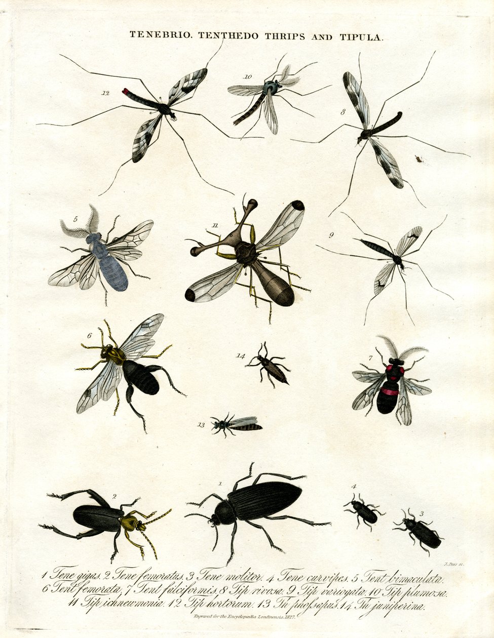 Tenebrio; Tenthedo; Thrips und Tipula - Insektenvielfalt von John Pass