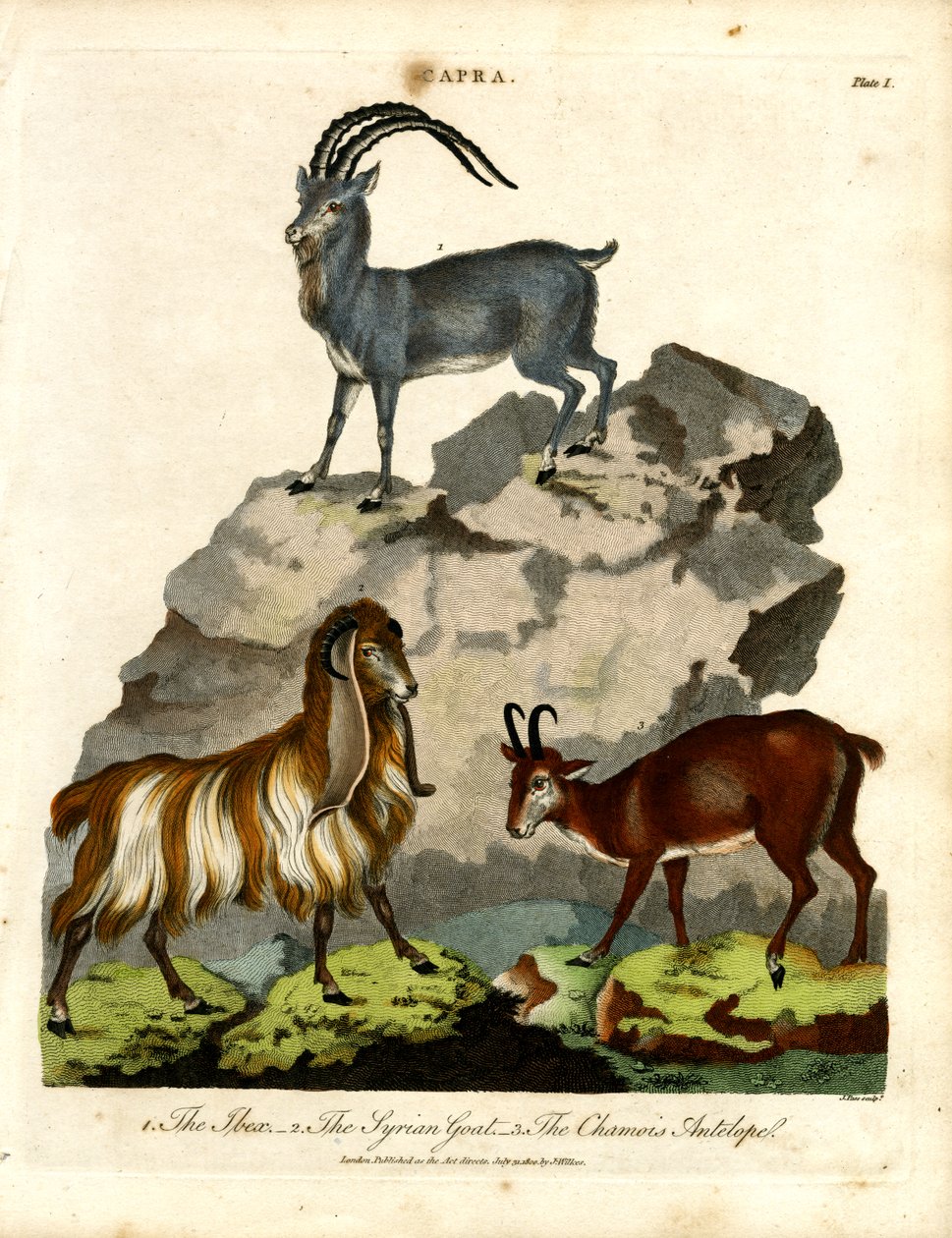 Der Steinbock; die syrische Ziege; und die Gämse von John Pass