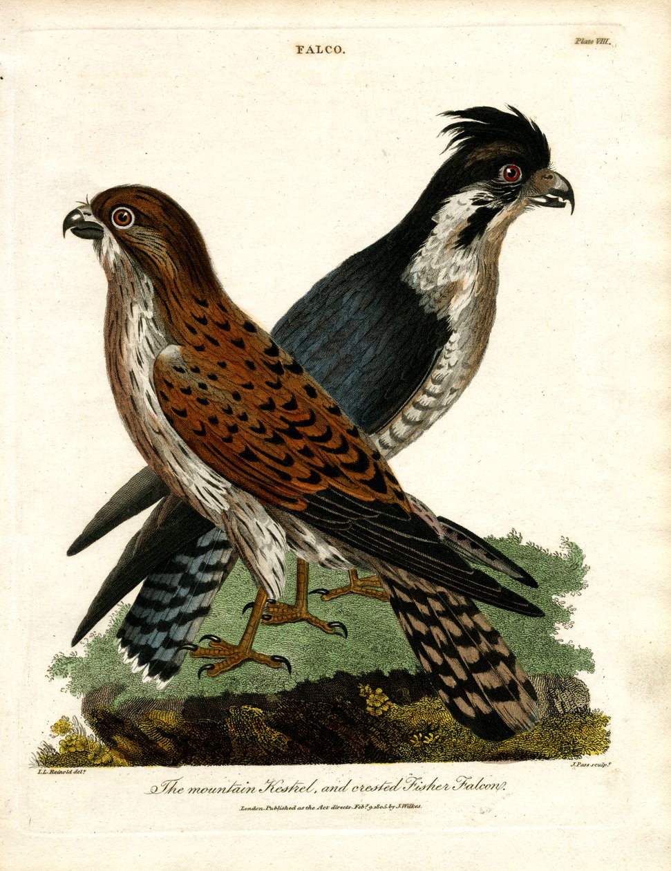 Der Bergfalke und der Haubenfischerfalke von John Pass