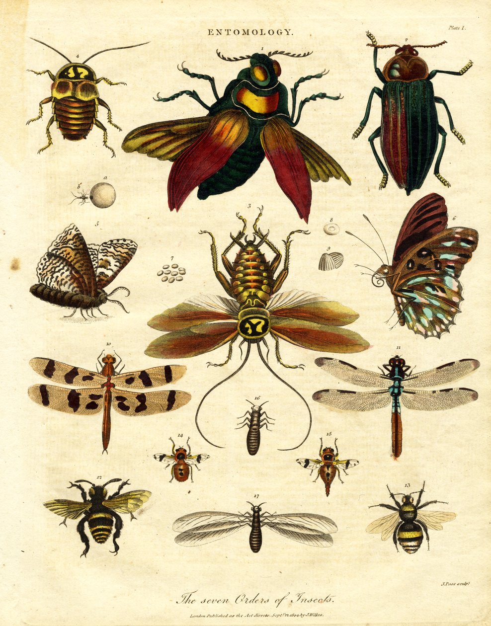 Die sieben Ordnungen der Insekten von John Pass