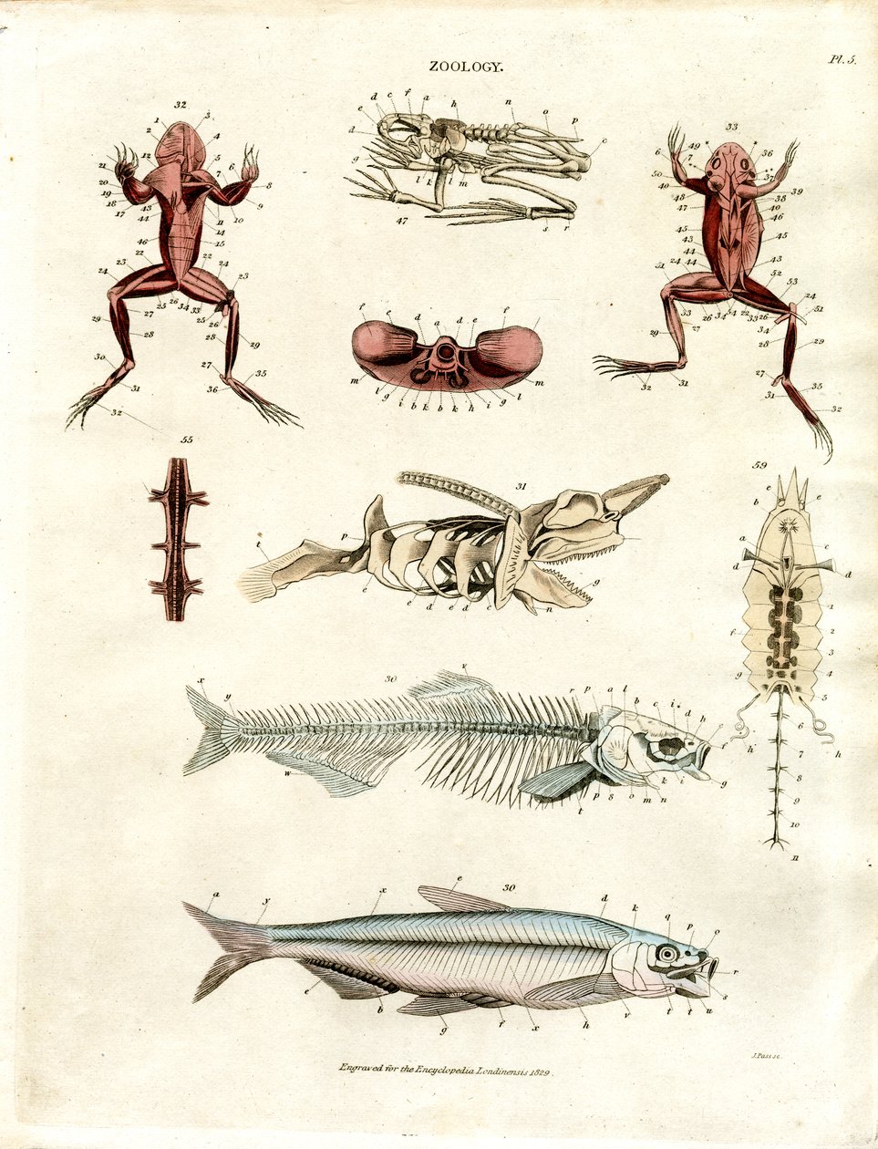 Zoologische anatomische Illustrationen (Tafel 5) von John Pass