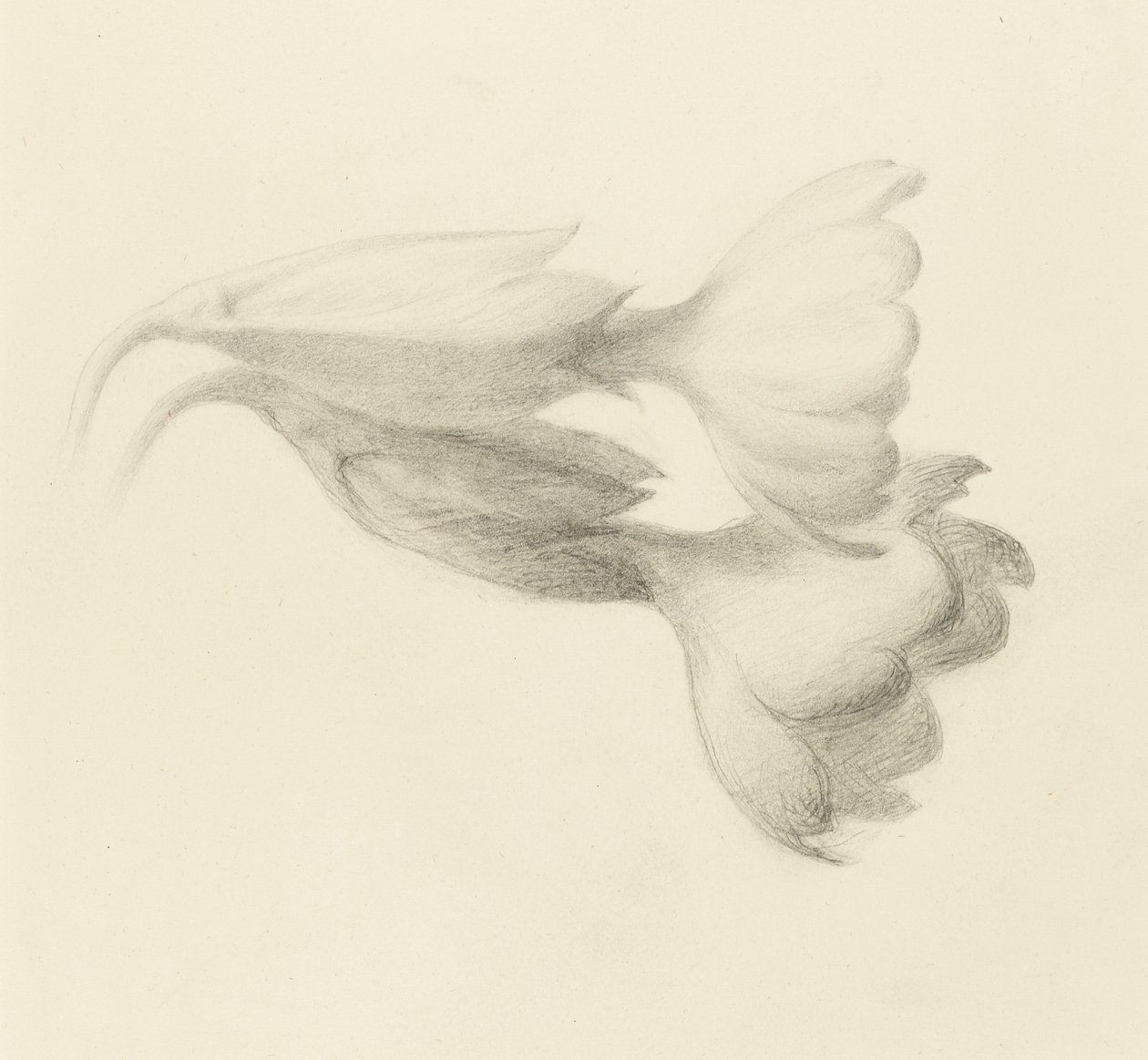 Schlüsselblumen, wahrscheinlich 1871 von John Ruskin