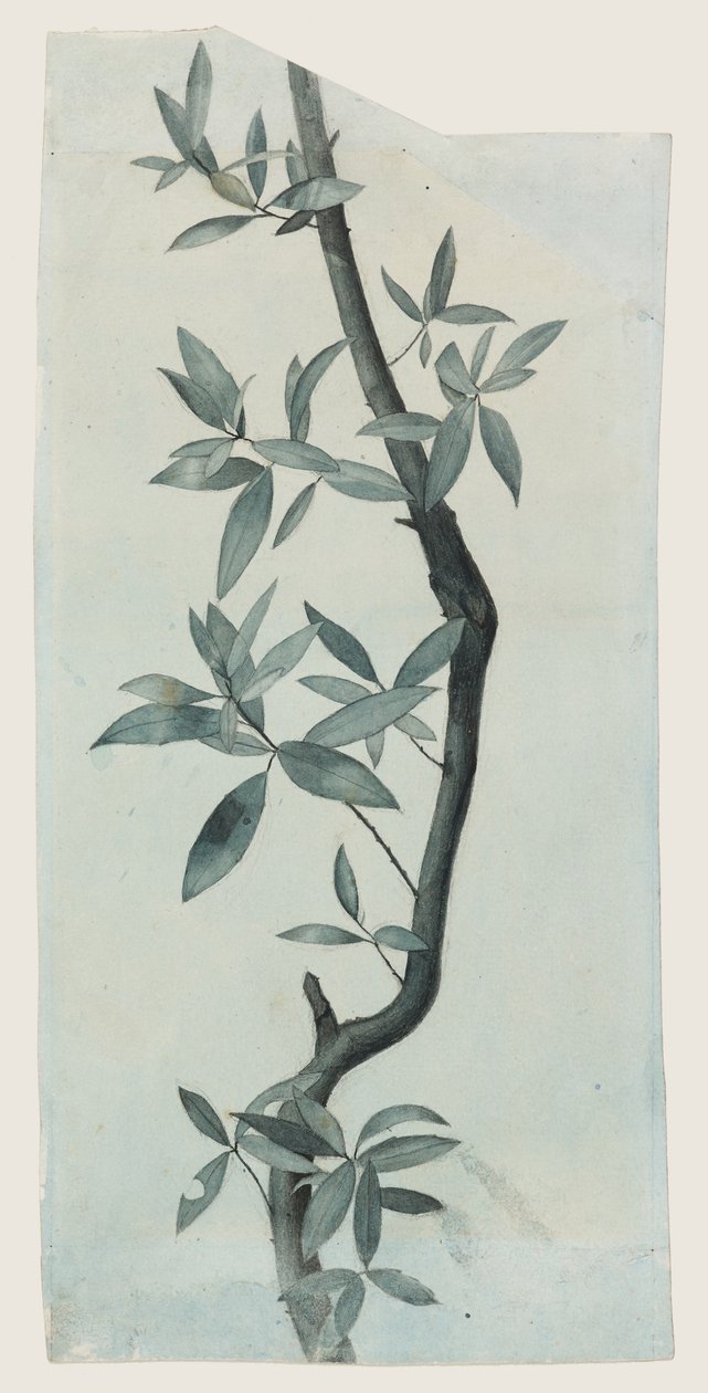 Studie von Weidenblättern, ca. 1857 von John Ruskin