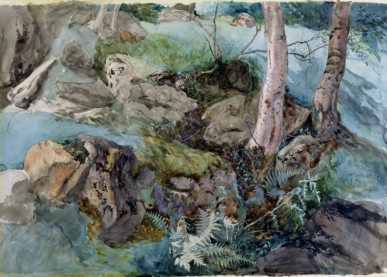 Studie von Felsen und Farnen in einem Wald bei Crossmount, Perthshire, 1843 von John Ruskin