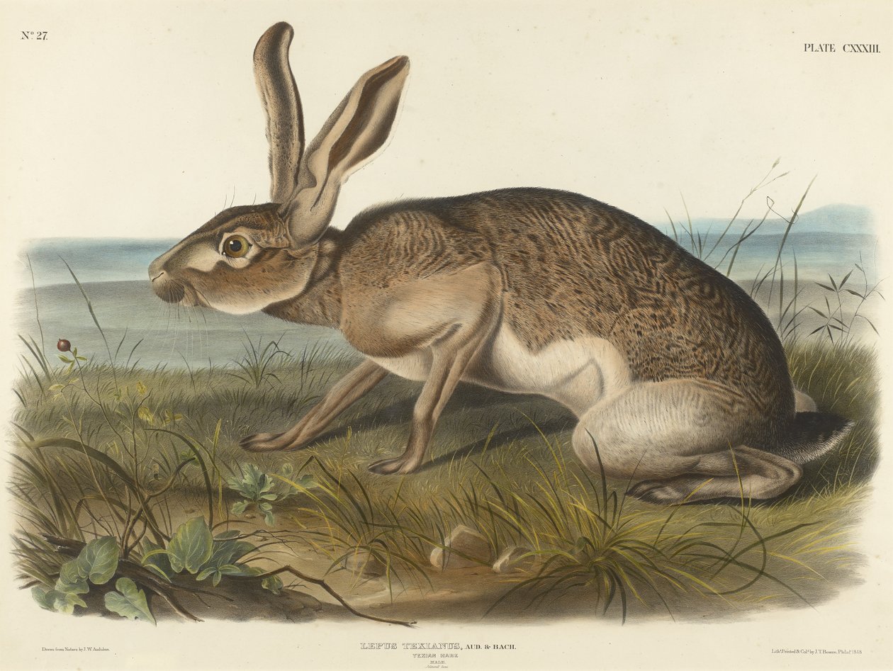 Texianischer Hase, 1848 (handkolorierte Lithografie auf Velinpapier) von John T. Bowen