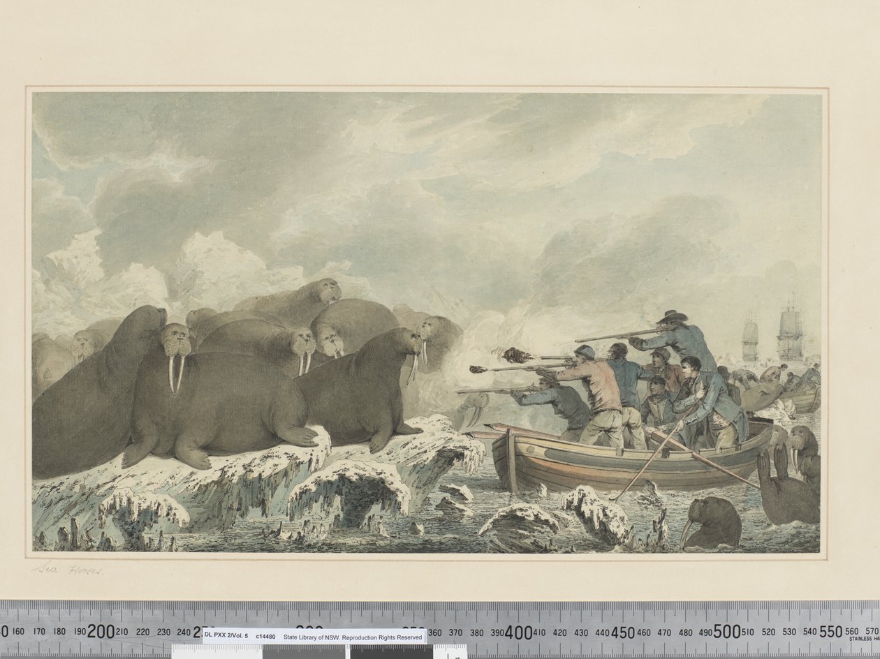 Seepferde von John Webber