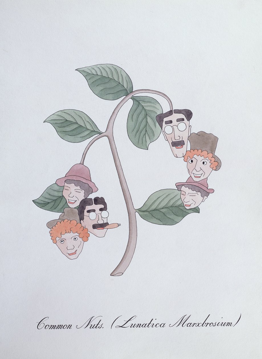 Gemeine Nüsse. (Lunatica Marxbrosium), Illustration aus 