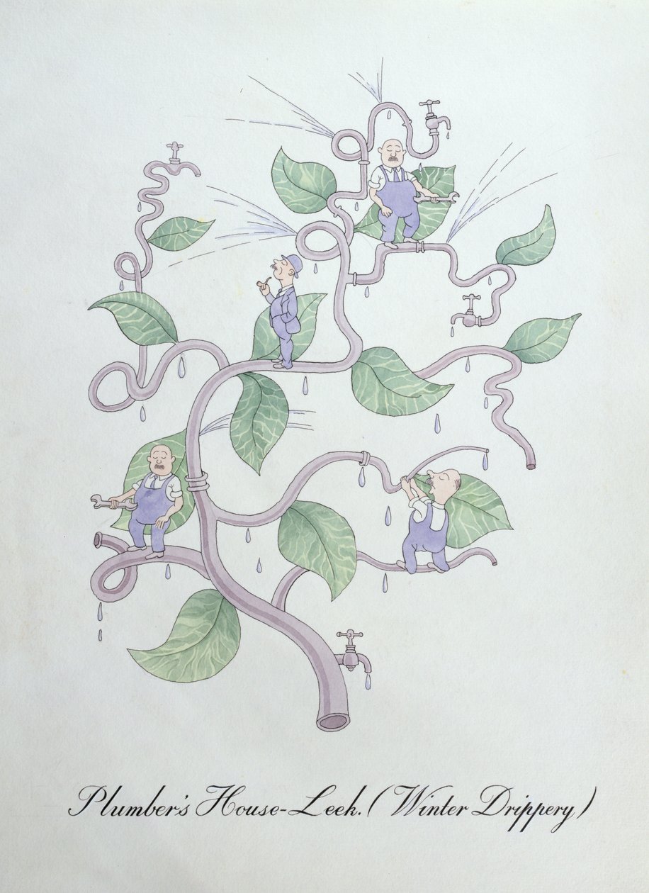 Dachwurz des Klempners (Wassertröpfchen), Illustration aus 