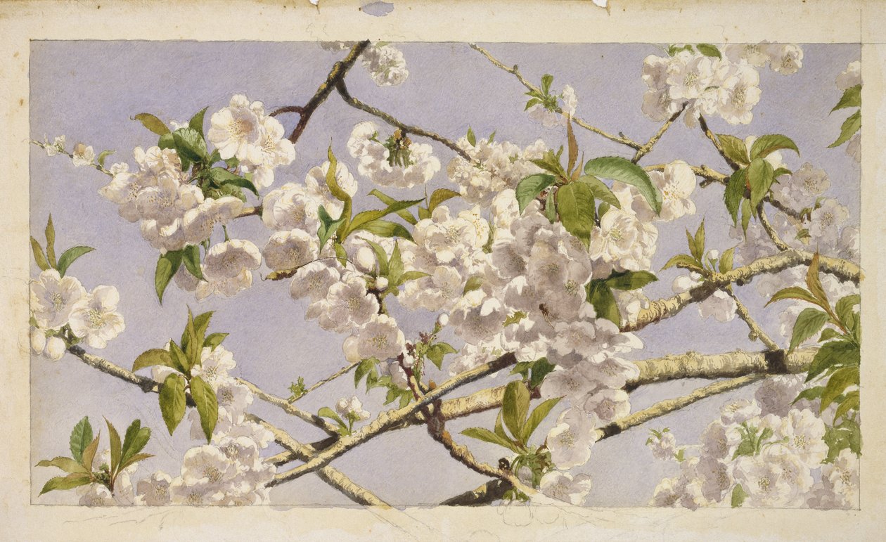 Apfelblüten, ca. 1874 von John William Hill