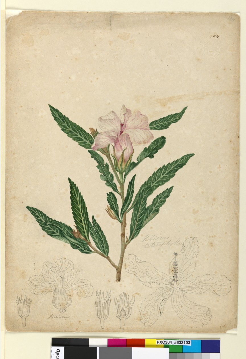 Seite 104. Hibiscus heterophyllus von John William Lewin