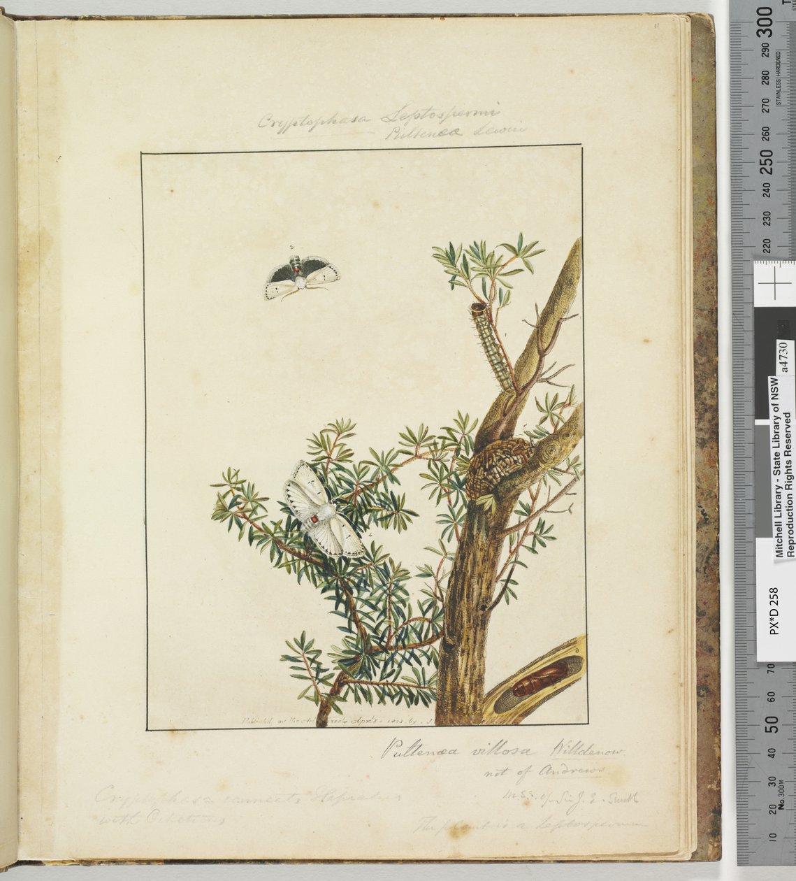 Seite 11. Platte 3 Cryptophasa Septosfermi Pultenae Lewin von John William Lewin
