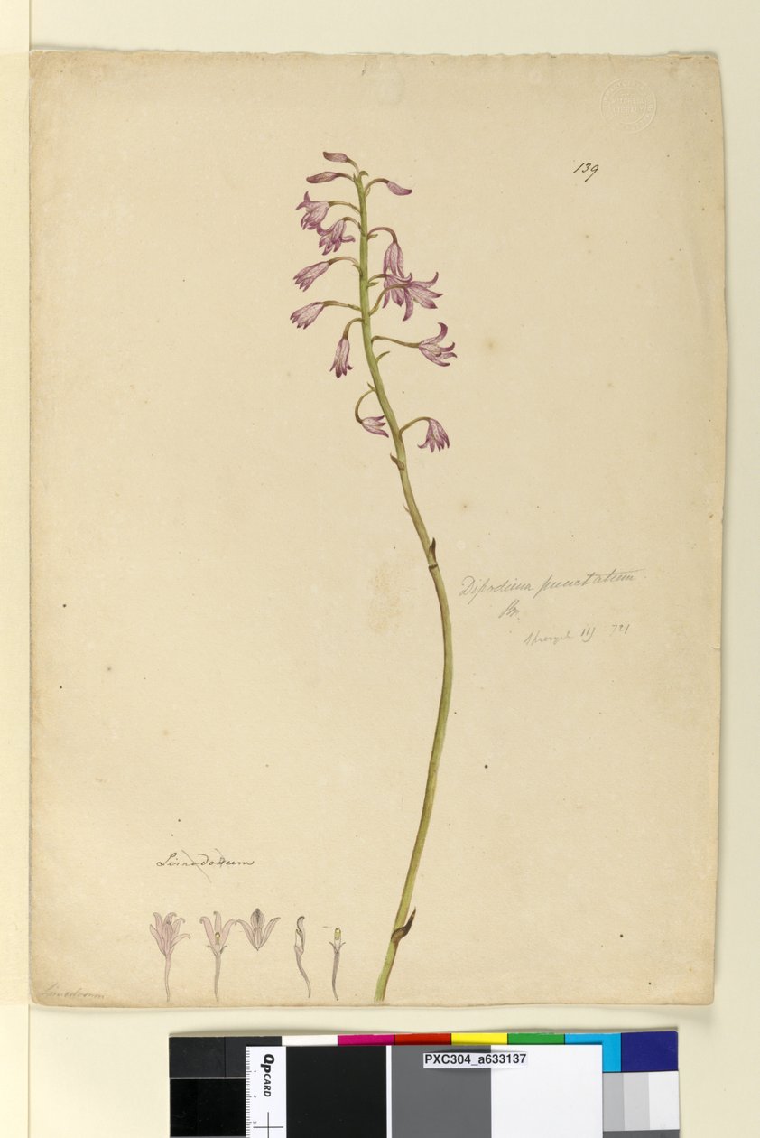 Seite 139. Dipodium punctatum von John William Lewin