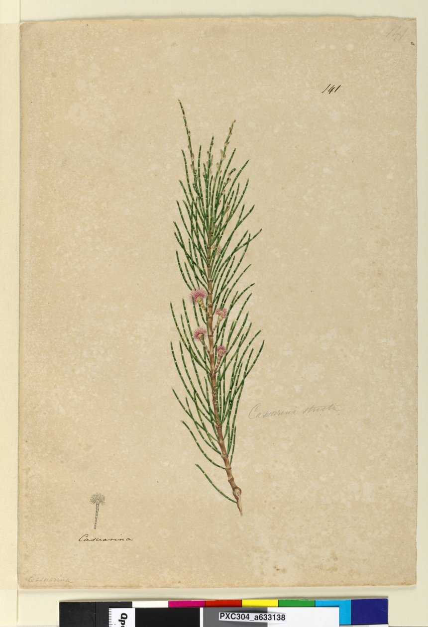 Seite 141. Casuarina strictaAllocasuarina verticillata von John William Lewin