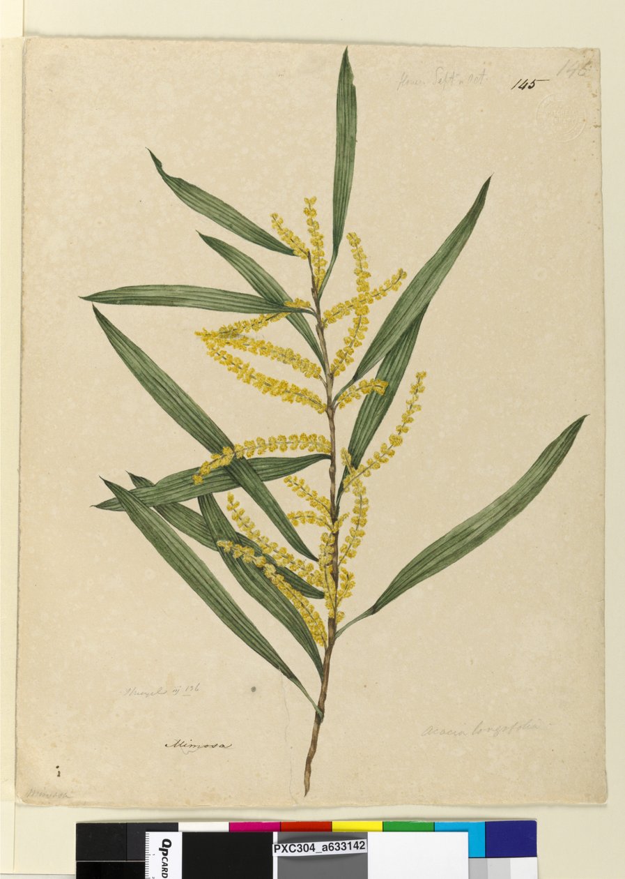 Seite 145. Acacia longifolia von John William Lewin