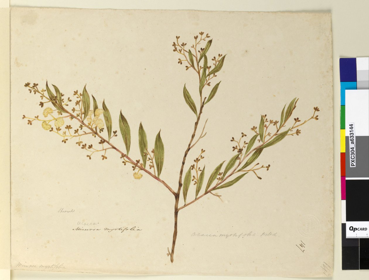 Seite 147. Acacia myrtifolia von John William Lewin