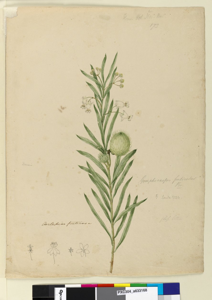 Seite 173. Asclepias fruticosa, ca. 1803-06 von John William Lewin