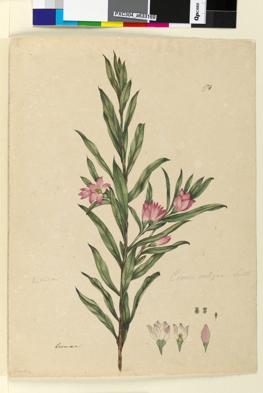 Seite 174. Crowea saligna von John William Lewin