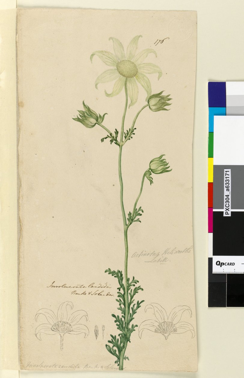Seite 176. Actinotus Helianthe von John William Lewin