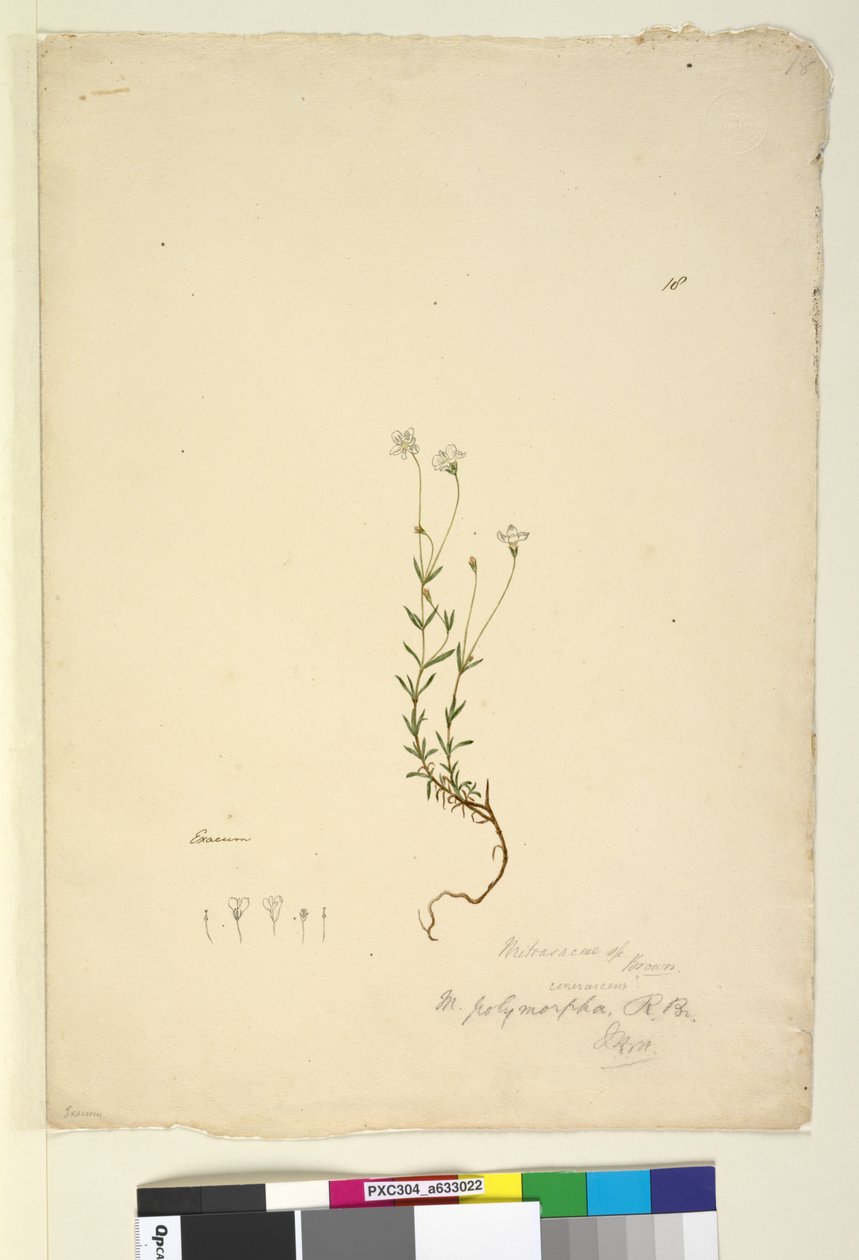 Seite 18. Mitrasacme polymorpha von John William Lewin