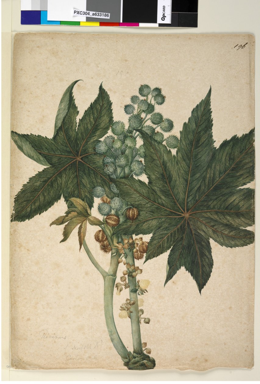 Seite 196. Ricinus Ricinus communis von John William Lewin