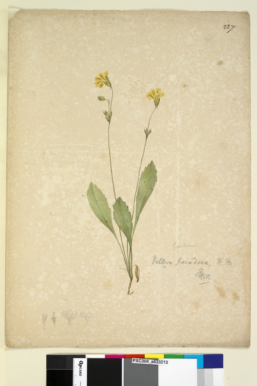 Seite 227. Velleia paradoxa von John William Lewin