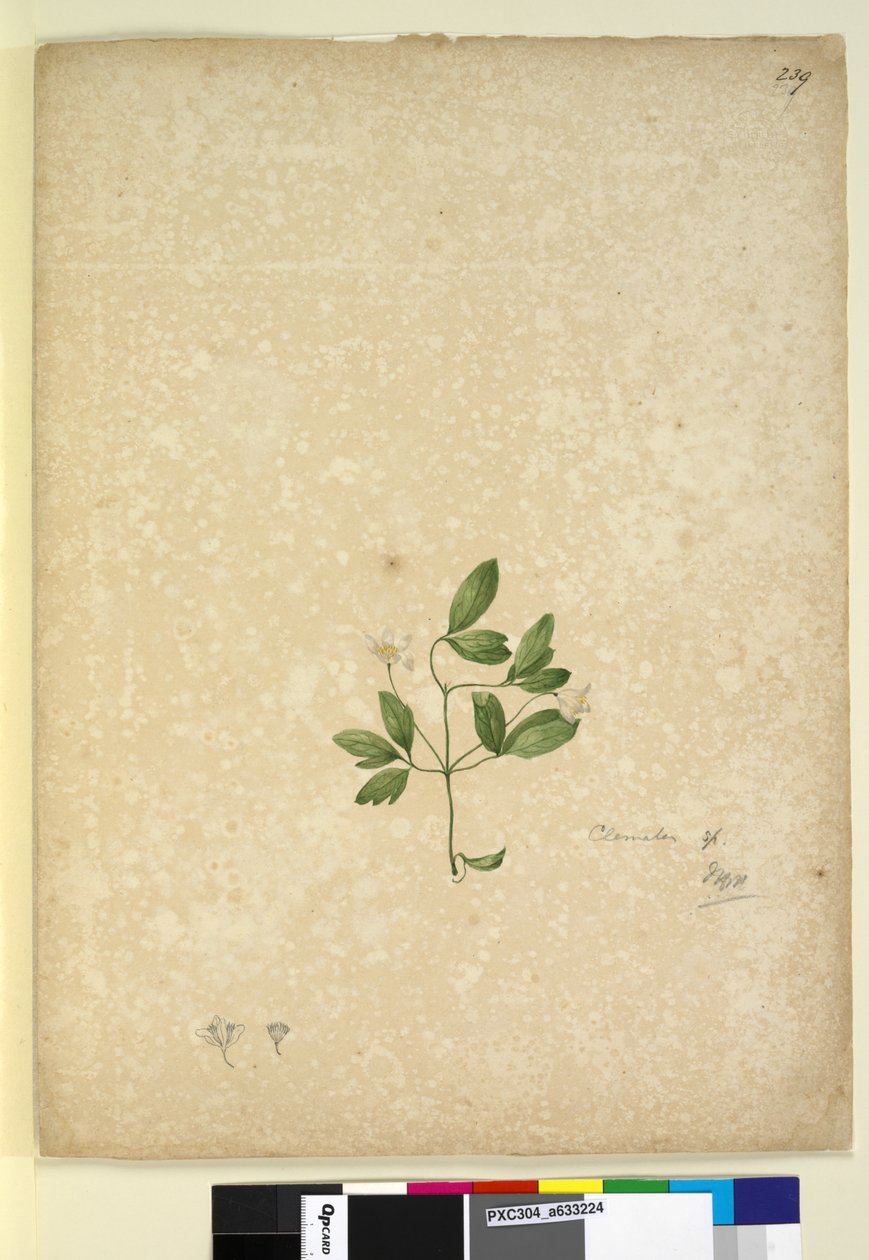 Seite 239. Clematis von John William Lewin