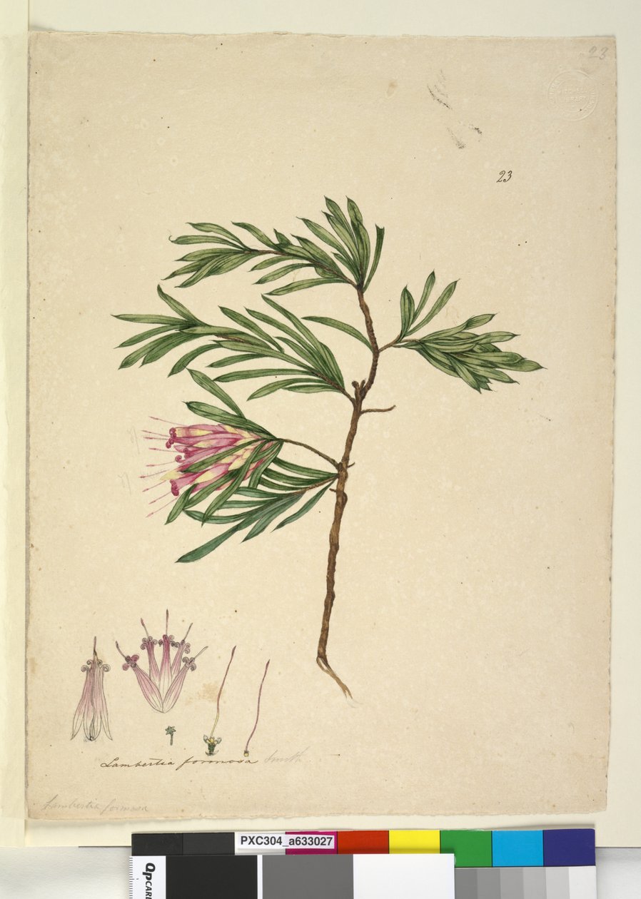 Seite 23. Lambertia formosa von John William Lewin