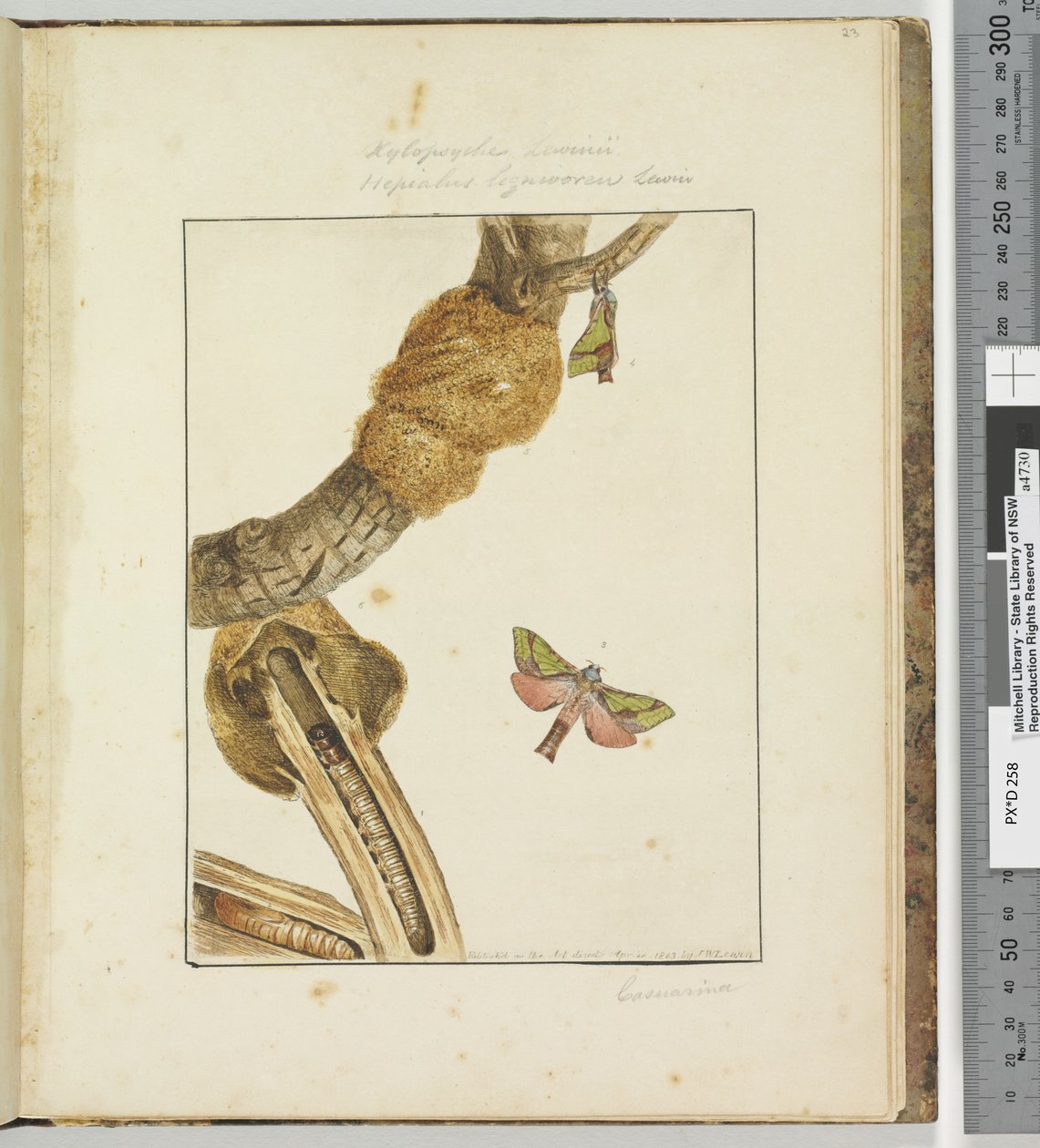 Seite 23. Platte 6 Xylopsyche Lewinni Hepialus Ligniveren Lewin von John William Lewin