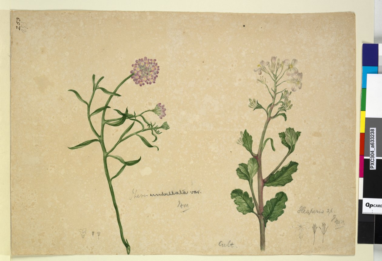 Seite 253. Iberis umbellata; Hesperis sp. von John William Lewin