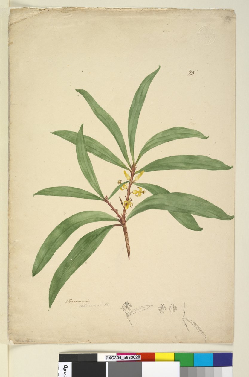 Seite 25. Persoonia salicina von John William Lewin