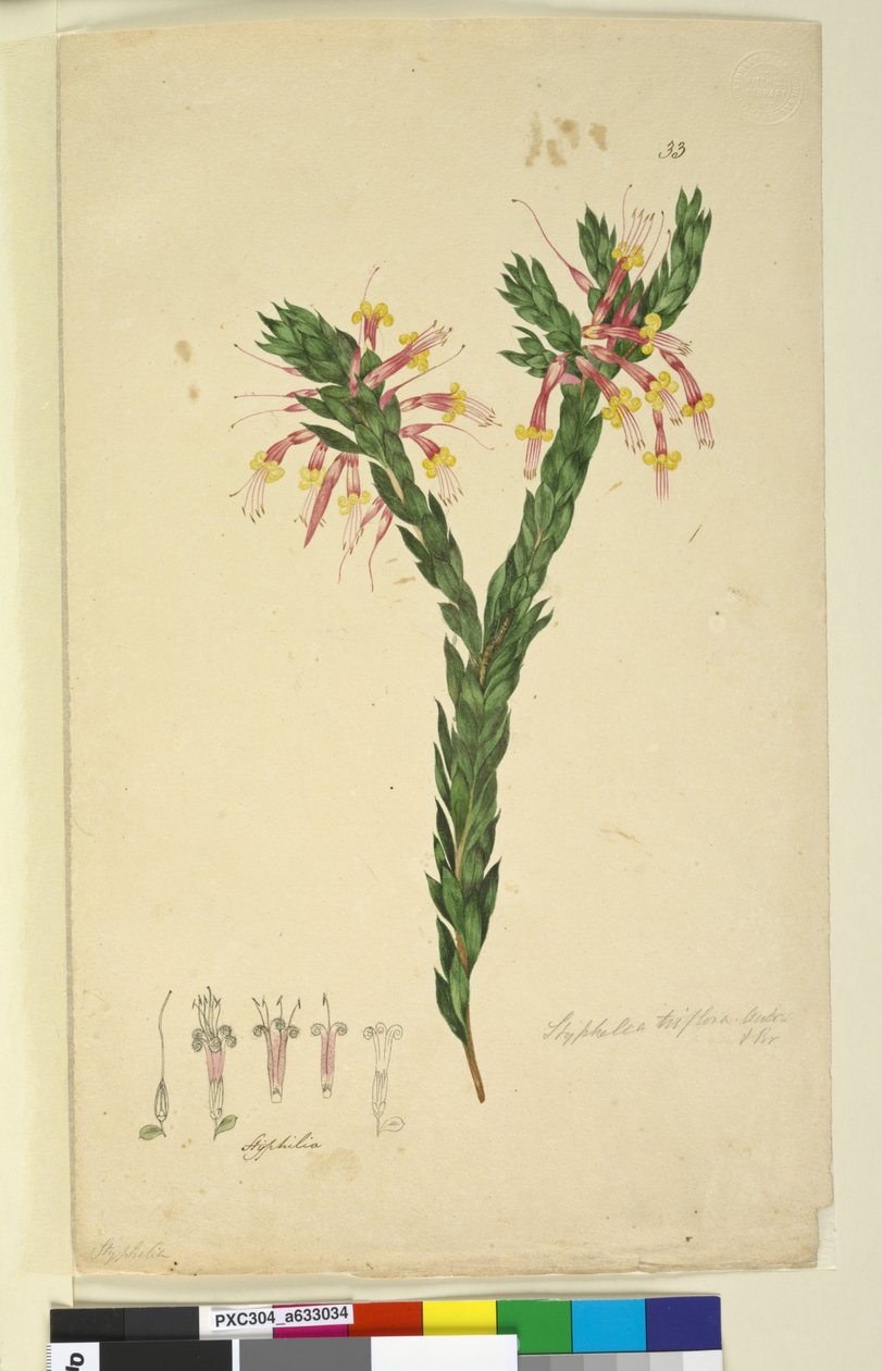 Seite 33. Styphelia triflora von John William Lewin