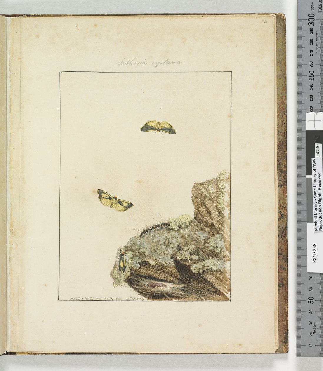 Seite 39. Tafel 10 Lithosa Replana, 1803-04 von John William Lewin