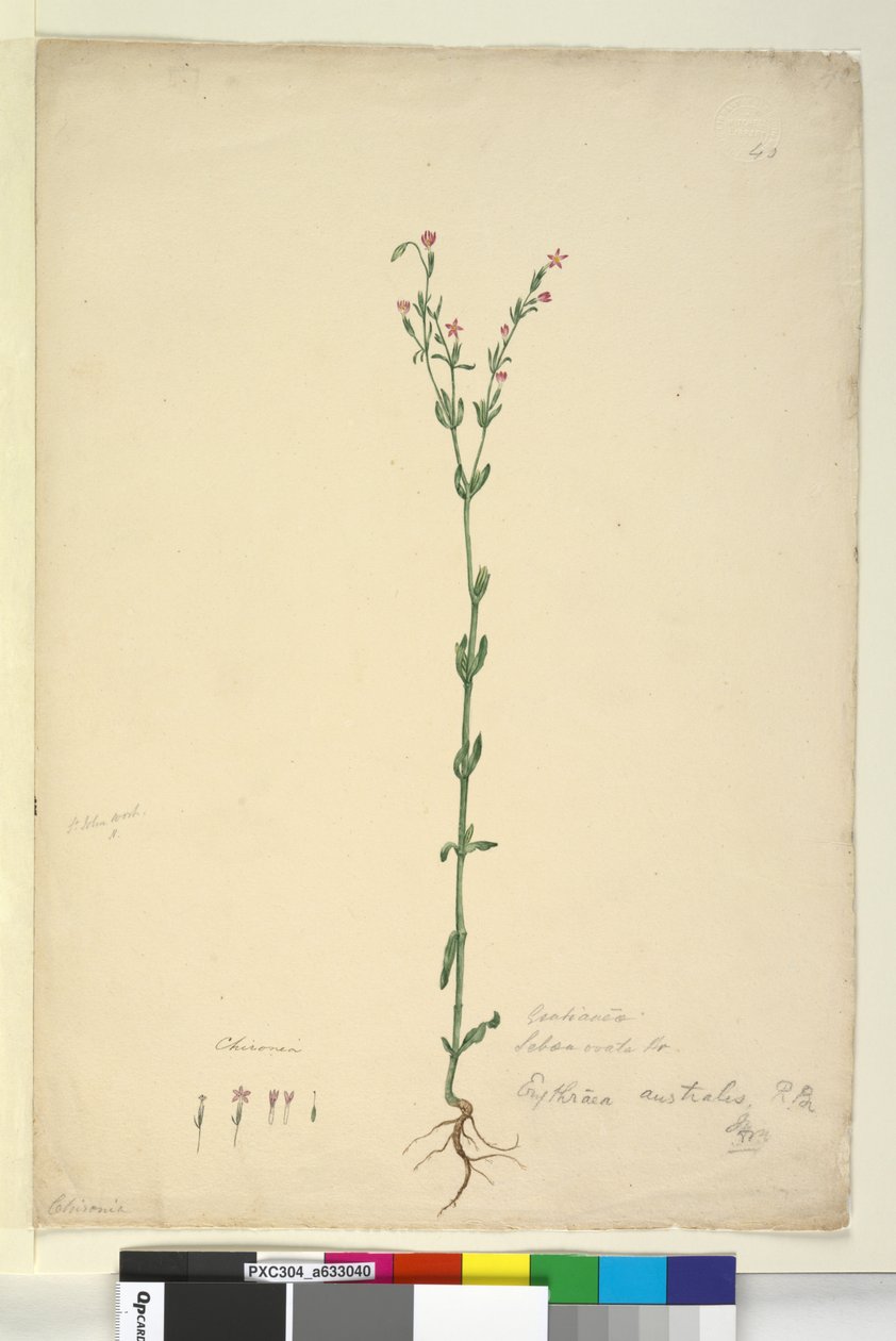 Seite 40. Erythraea australis von John William Lewin
