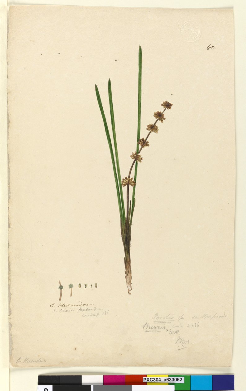 Seite 62. Xerotes Lomandra multiflora von John William Lewin