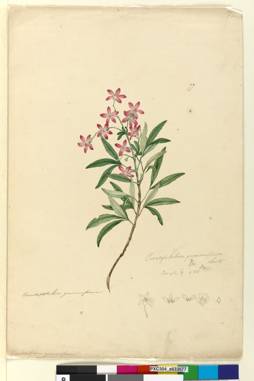Seite 77. Ceratopetalum gummiferum von John William Lewin