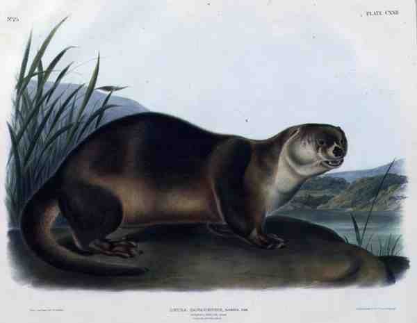 Lutra Canadensis oder Lataxina Mollis (Kanadischer Otter), Tafel 122 aus 
