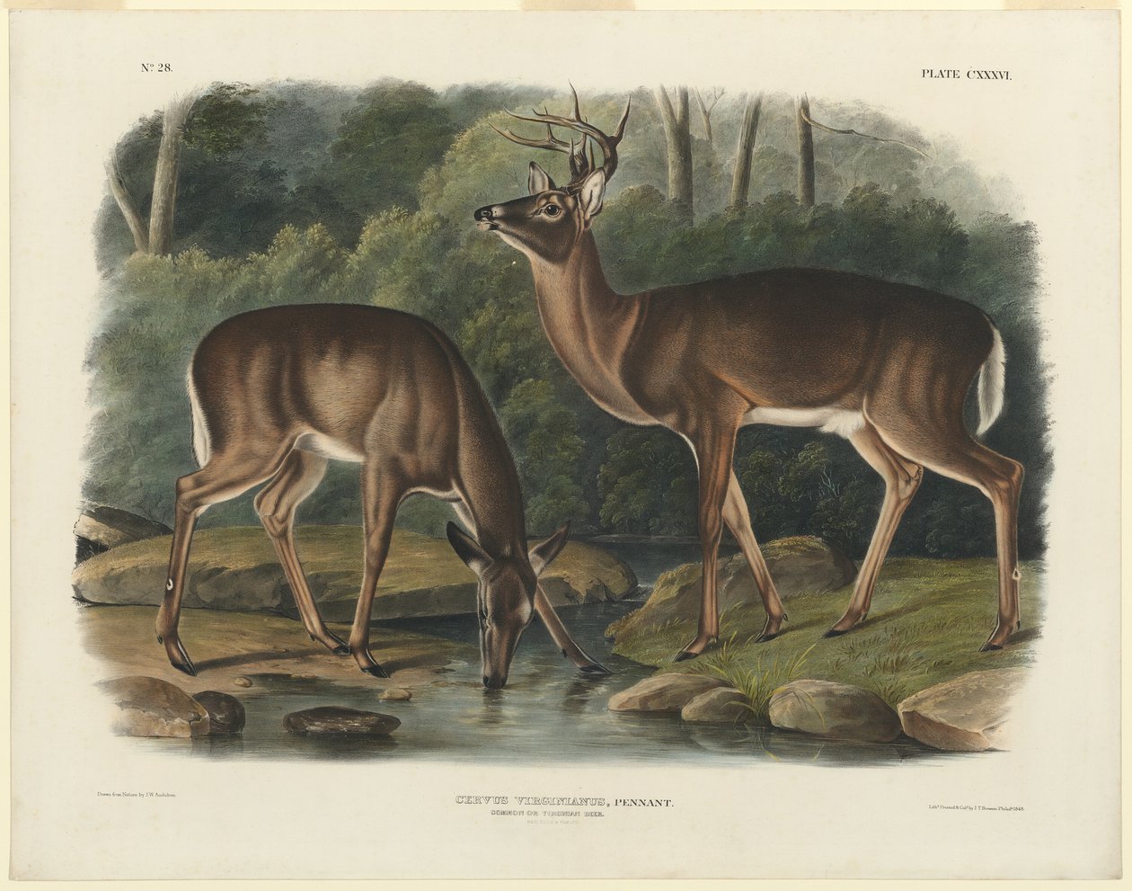 Cervus Virginianus von John Woodhouse Audubon