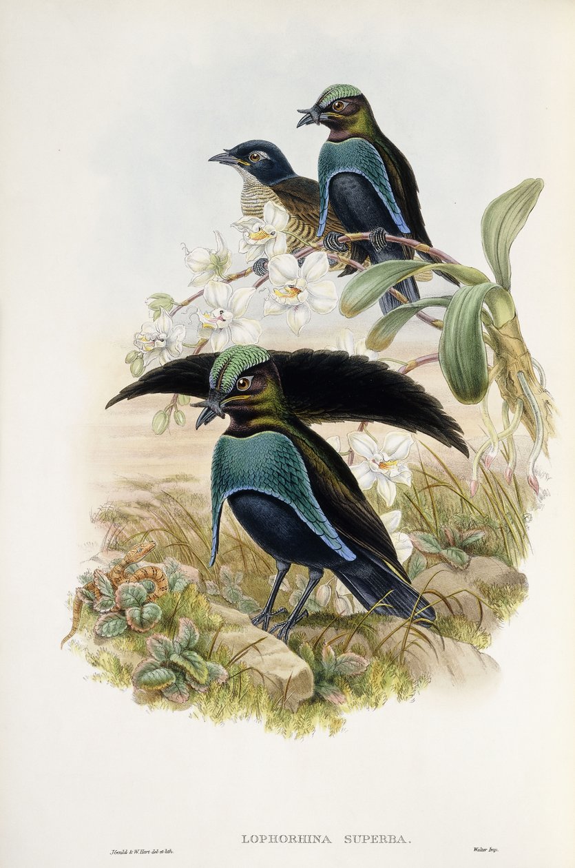 Prachtparadiesvogel (Lophorina Superba) von John and Hart William Gould