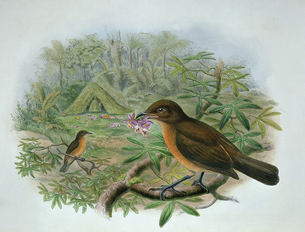 Amblyornis Inornatus, Vogelkop-Gärtner von John and Hart, William Gould